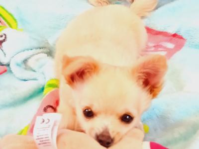2 Adorable Longhaired male Chihuahua puppies for sale in Tipperary 💕💕