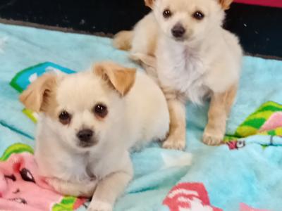 2 Adorable Longhaired male Chihuahua puppies for sale in Tipperary 💕💕