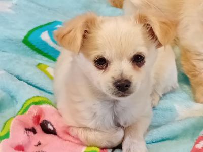 2 Adorable Longhaired male Chihuahua puppies for sale in Tipperary 💕💕