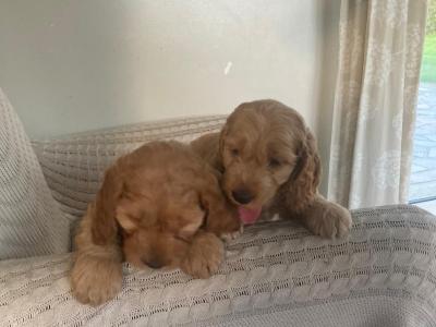 Cockapoo puppies for sale in Kilkenny