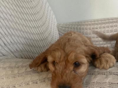 Cockapoo puppies for sale in Kilkenny
