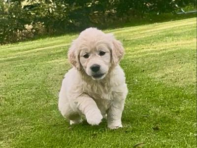 Little Beauties, purebred Golden Retriever puppies in Kilkenny