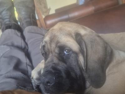 IKC Registered Mastiff puppies available in Antrim. One male and one female.