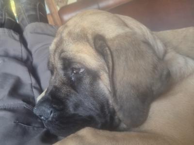 IKC Registered Mastiff puppies available in Antrim. One male and one female.