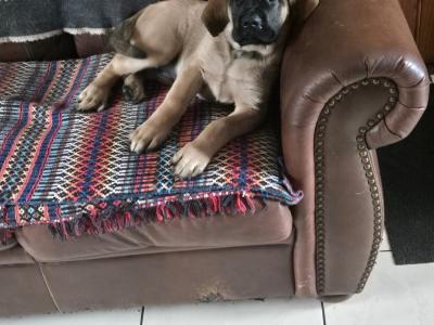 IKC Registered Mastiff puppies available in Antrim. One male and one female.
