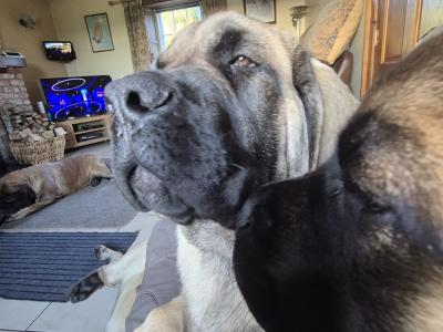 IKC Registered Mastiff puppies available in Antrim. One male and one female.