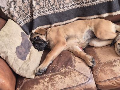 IKC Registered Mastiff puppies available in Antrim. One male and one female.