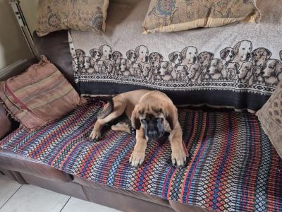 IKC Registered Mastiff puppies available in Antrim. One male and one female.