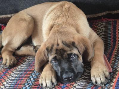 IKC Registered Mastiff puppies available in Antrim. One male and one female.