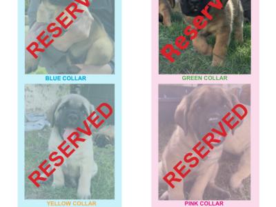 IKC Registered Mastiff puppies available in Antrim. One male and one female.
