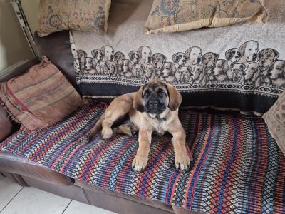 IKC Registered Mastiff puppies available in Antrim. One male and one female.