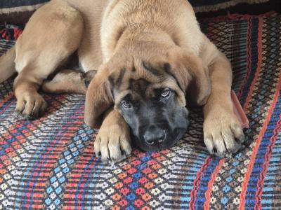 IKC Registered Mastiff puppies available in Antrim. One male and one female.