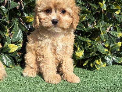 Exceptional litter of trained Miniature Cavapoo puppies in Longford