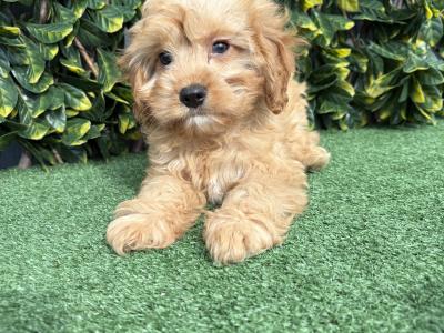 Exceptional litter of trained Miniature Cavapoo puppies in Longford