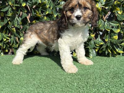 Exceptional litter of trained Miniature Cavapoo puppies in Longford