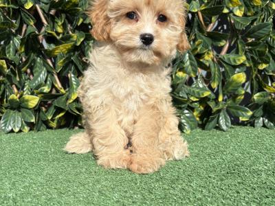 Exceptional litter of trained Miniature Cavapoo puppies in Longford