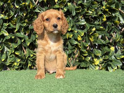 Exceptional litter of trained Miniature Cavapoo puppies in Longford
