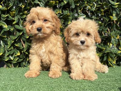 Exceptional litter of trained Miniature Cavapoo puppies in Longford