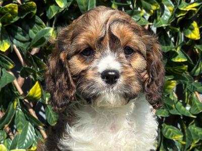 Exceptional litter of trained Miniature Cavapoo puppies in Longford