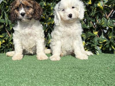 Exceptional litter of trained Miniature Cavapoo puppies in Longford