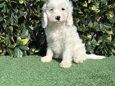 Exceptional litter of trained Miniature Cavapoo puppies in Longford