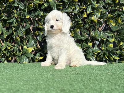 Exceptional litter of trained Miniature Cavapoo puppies in Longford