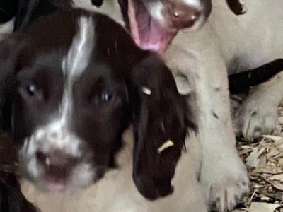 IKC Registered(pending) Springer Spaniel puppies with serious pedigree in Wexford