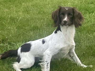 IKC Registered(pending) Springer Spaniel puppies with serious pedigree in Wexford