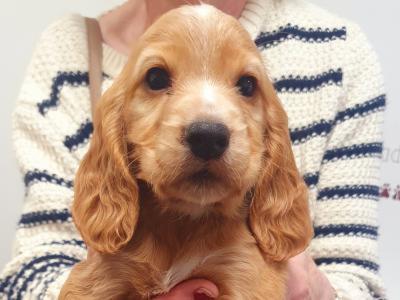 Golden Cocker Spaniel puppies in Westmeath