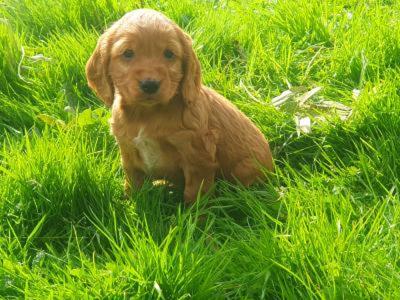 Golden Cocker Spaniel puppies in Westmeath