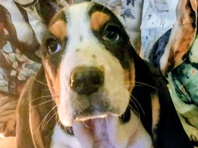 Beautiful Basset Hound puppies in Kilkenny