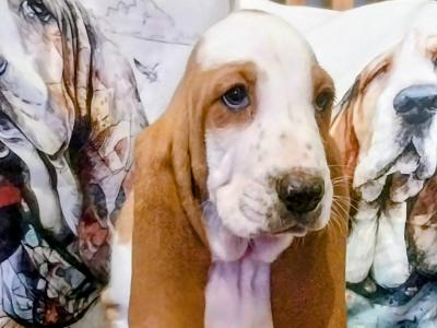 Beautiful Basset Hound puppies in Kilkenny