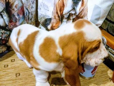 Beautiful Basset Hound puppies in Kilkenny