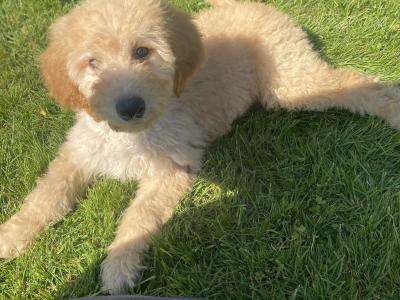 Beautiful Goldendoodle puppies in Wexford