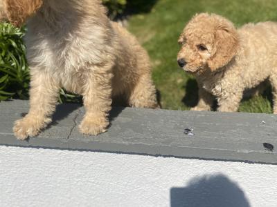 Beautiful Goldendoodle puppies in Wexford