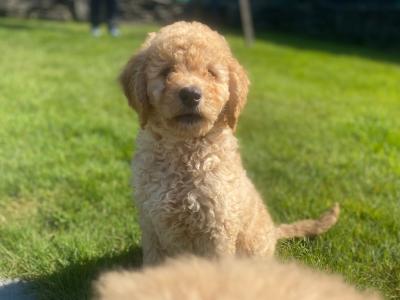 Beautiful Goldendoodle puppies in Wexford