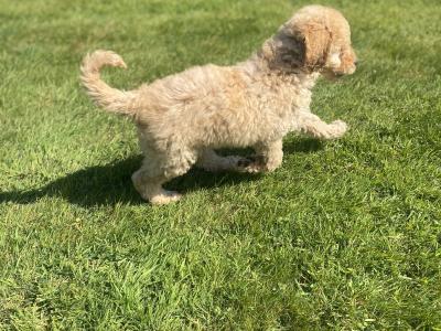 Beautiful Goldendoodle puppies in Wexford