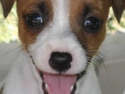 Miniature Jack Russell puppies in Carlow