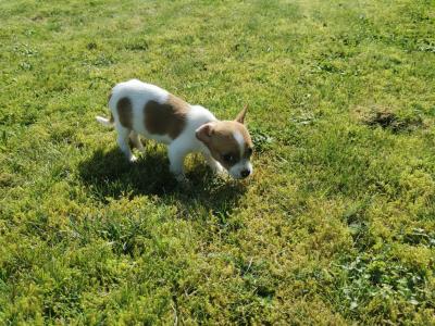 Miniature Jack Russell puppies in Carlow