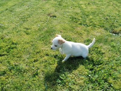 Miniature Jack Russell puppies in Carlow