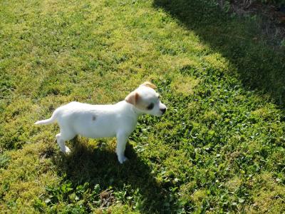 Miniature Jack Russell puppies in Carlow