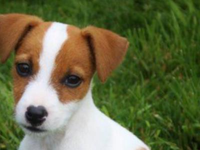 Miniature Jack Russell puppies in Carlow