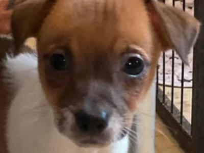 Miniature Jack Russell puppies in Carlow