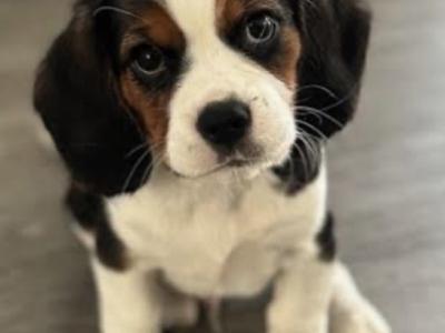 Beabull puppies (Beagle x English Bulldog) in Carlow