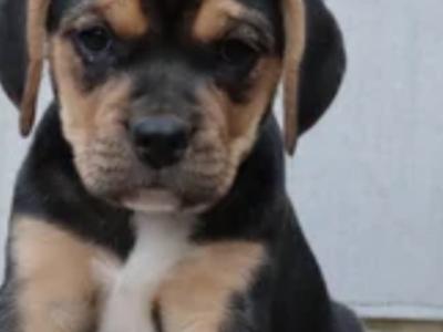 Beabull puppies (Beagle x English Bulldog) in Carlow
