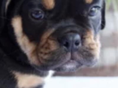 Beabull puppies (Beagle x English Bulldog) in Carlow