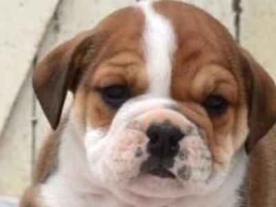 Beabull puppies (Beagle x English Bulldog) in Carlow