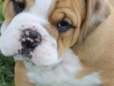 Beabull puppies (Beagle x English Bulldog) in Carlow