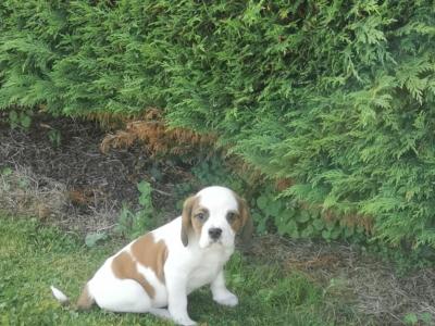 Beabull puppies (Beagle x English Bulldog) in Carlow