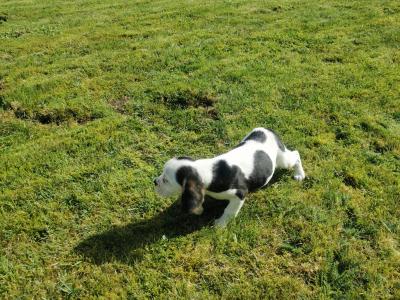 Beabull puppies (Beagle x English Bulldog) in Carlow